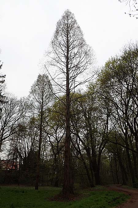 Taxodium distichum \ Echte Sumpf-Zypresse, Sumpf-Eibe / Bald Cypress, D Mannheim 31.3.2022