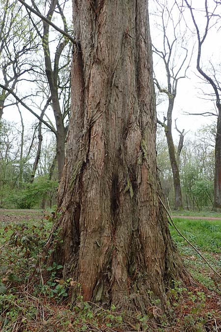 Taxodium distichum / Bald Cypress, D Mannheim 31.3.2022