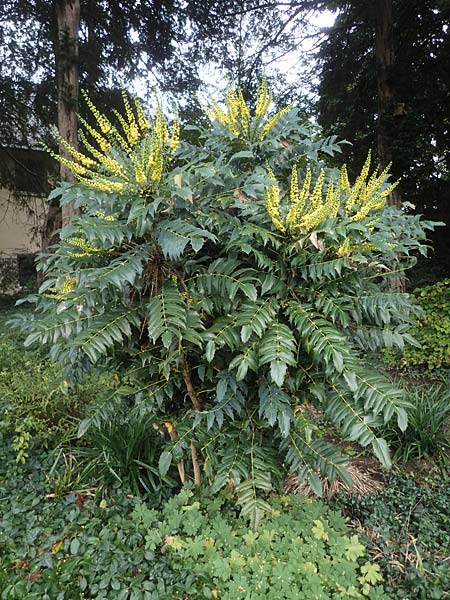 Mahonia bealei / Leatherleaf Oregon Grape, Beale's Oregon Grape, D Weinheim an der Bergstraße, Schlosspark 6.11.2022