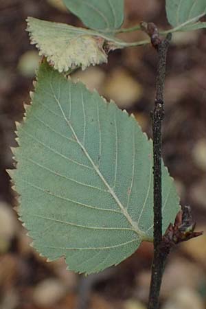 Betula pubescens \ Moor-Birke, Flaum-Birke / Downy Birch, D Odenwald, Mossautal 14.10.2023