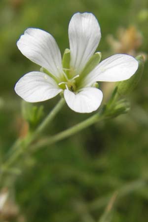 Minuartia capillacea \ Leinbltige Miere / Sandwort, D Botan. Gar.  Universit.  Mainz 11.7.2009