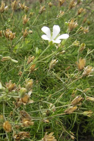 Minuartia capillacea \ Leinbltige Miere / Sandwort, D Botan. Gar.  Universit.  Mainz 11.7.2009