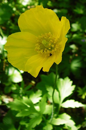 Meconopsis cambrica \ Gelber Schein-Mohn / Welsh Poppy, D Hechingen 3.6.2015
