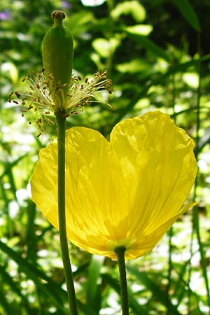 Meconopsis cambrica \ Gelber Schein-Mohn, D Hechingen 3.6.2015