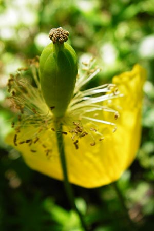 Meconopsis cambrica \ Gelber Schein-Mohn / Welsh Poppy, D Hechingen 3.6.2015