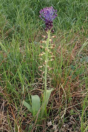 Muscari comosum \ Schopfige Traubenhyazinthe, D Mannheim 9.5.2016