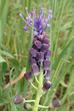 Muscari comosum \ Schopfige Traubenhyazinthe, D Mannheim 6.5.2017