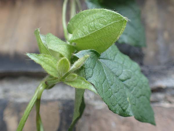 Thunbergia alata \ Schwarzugige Susanne, D Ludwigshafen 9.9.2017