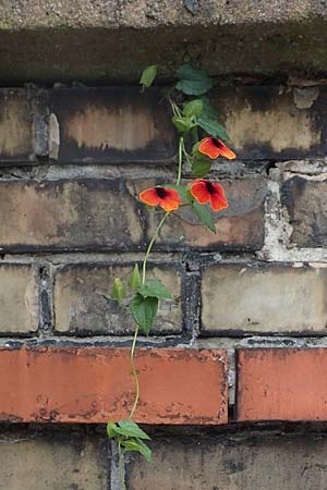 Thunbergia alata / Black-Eyed Susan Vine, D Ludwigshafen 9.9.2017