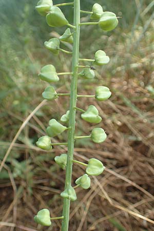 Muscari comosum \ Schopfige Traubenhyazinthe, D Birkenheide 8.6.2018