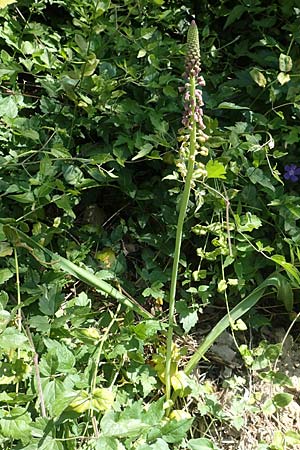 Muscari comosum / Tassel Hyacinth, D Weinheim an der Bergstraße 17.5.2020