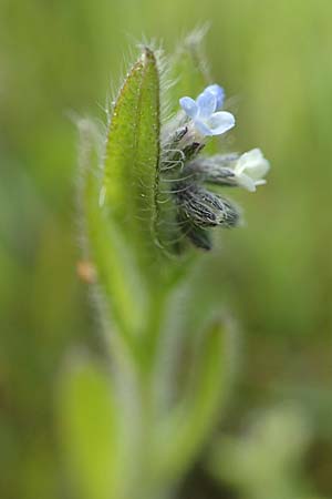 Myosotis dubia \ Kleines Buntes Vergissmeinnicht, D Rödermark 13.5.2017