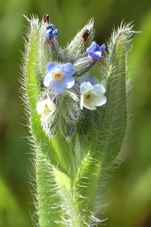 Myosotis dubia \ Kleines Buntes Vergissmeinnicht, D Rödermark 13.5.2017