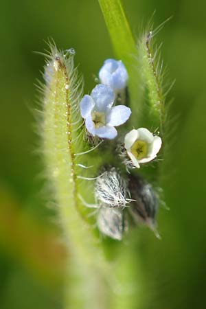 Myosotis dubia \ Kleines Buntes Vergissmeinnicht / Small Changing Forget-me-not, D Rödermark 13.5.2017