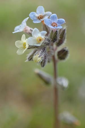 Myosotis discolor \ Buntes Vergissmeinnicht, Gelbes Vergissmeinnicht / Changing Forget-me-not, D Herborn 25.4.2019