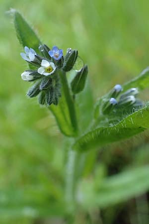 Myosotis dubia \ Kleines Buntes Vergissmeinnicht / Small Changing Forget-me-not, D Dietzenbach 19.5.2019