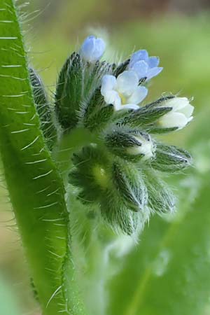 Myosotis dubia \ Kleines Buntes Vergissmeinnicht, D Dietzenbach 19.5.2019