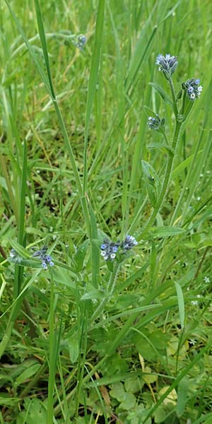 Myosotis dubia \ Kleines Buntes Vergissmeinnicht / Small Changing Forget-me-not, D Dietzenbach 19.5.2019