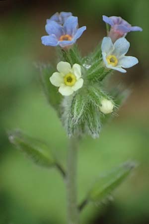 Myosotis discolor \ Buntes Vergissmeinnicht, Gelbes Vergissmeinnicht / Changing Forget-me-not, D Odenwald, Oberflockenbach 12.5.2021