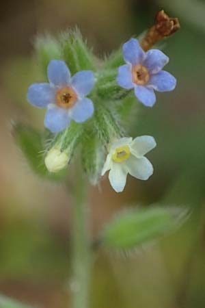 Myosotis discolor \ Buntes Vergissmeinnicht, Gelbes Vergissmeinnicht, D Odenwald, Oberflockenbach 12.5.2021