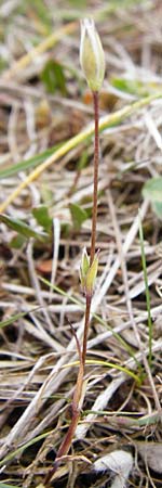 Moenchia erecta \ Aufrechte Weimiere / Upright Chickweed, D Herborn 16.5.2015