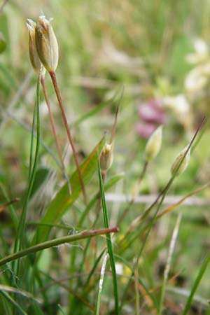 Moenchia erecta \ Aufrechte Weimiere / Upright Chickweed, D Herborn 22.5.2015