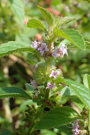 Mentha arvensis x pulegium ? \ Minzen-Hybride / Hybrid Mint, D Mannheim 20.9.2015