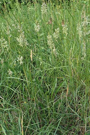 Koeleria macrantha \ Zierliches Schillergras, Steppen-Kammschmiele / Prairie June Grass, D Zienken 5.6.2018