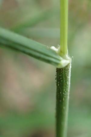 Koeleria macrantha \ Zierliches Schillergras, Steppen-Kammschmiele / Prairie June Grass, D Zienken 5.6.2018