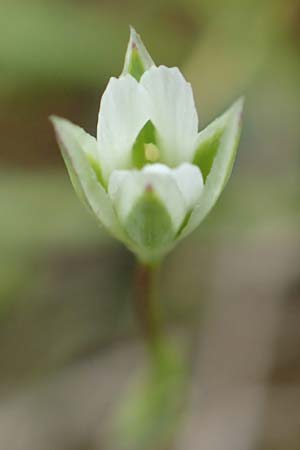 Moenchia erecta \ Aufrechte Weimiere / Upright Chickweed, D Herborn 25.4.2019