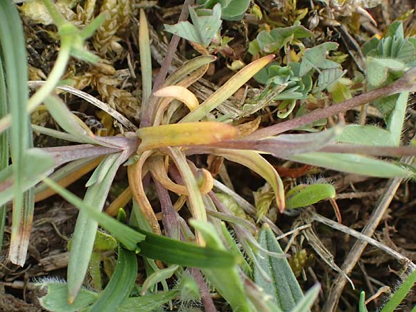 Moenchia erecta / Upright Chickweed, D Herborn 25.4.2019