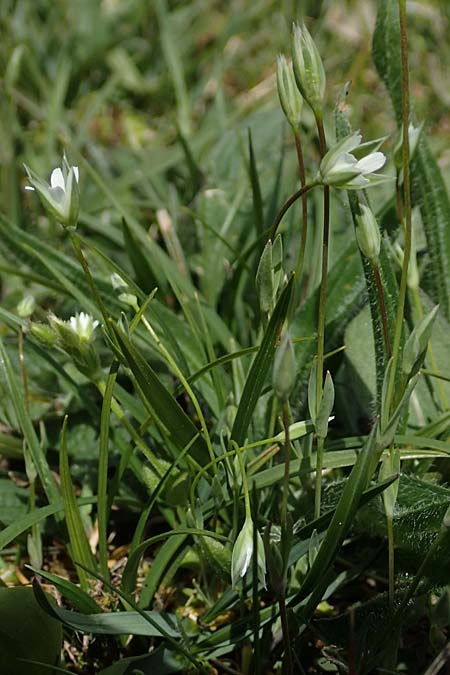 Moenchia erecta \ Aufrechte Weimiere / Upright Chickweed, D Herborn 25.4.2019