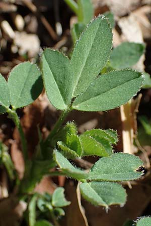 Medicago x varia \ Bastard-Luzerne / Sand Lucerne, D Erlenbach am Main 19.3.2022