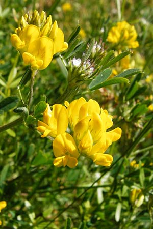 Medicago falcata \ Sichel-Klee, D Schelklingen 10.7.2015