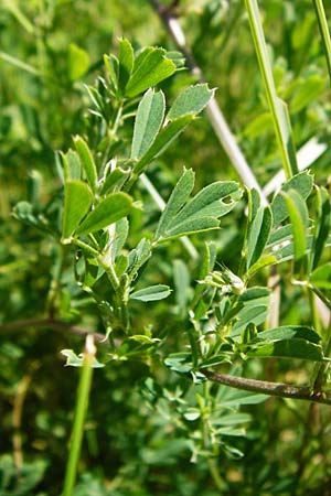 Medicago falcata \ Sichel-Klee / Sickle Medick, D Schelklingen 10.7.2015