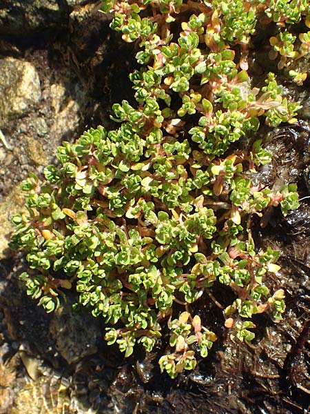 Montia fontana subsp. fontana \ Quellkraut, D Schwarzwald, Feldberg 10.7.2016