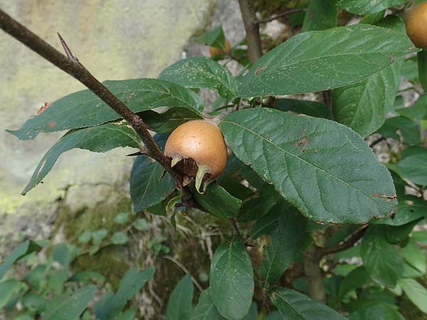 Mespilus germanica \ Echte Mispel / Medlar, D Heidelberg 22.9.2017