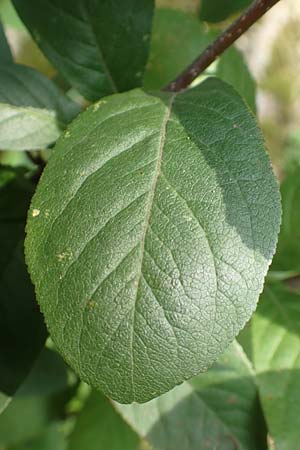 Mespilus germanica \ Echte Mispel, D Heidelberg 22.9.2017