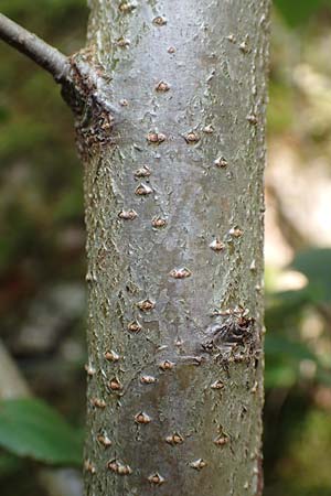 Mespilus germanica \ Echte Mispel / Medlar, D Heidelberg 22.9.2017