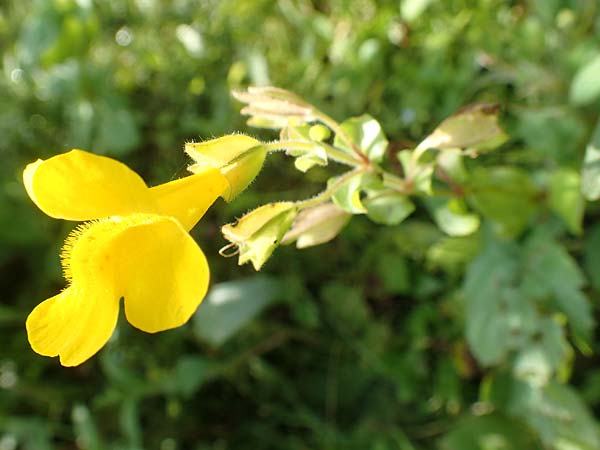 Mimulus guttatus / Monkey Flower, D Köln-Zündorf 22.8.2018