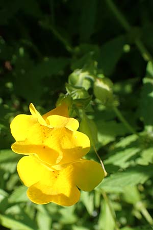 Mimulus guttatus \ Gefleckte Gauklerblume, D Köln-Zündorf 22.8.2018