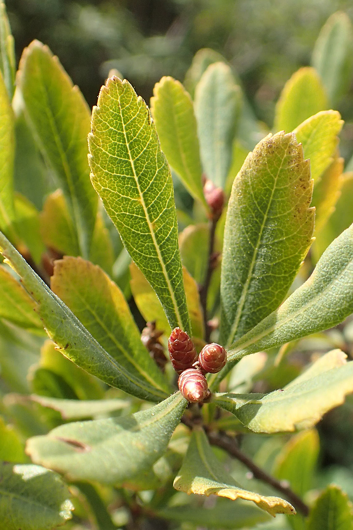 Myrica gale / Bog Myrtle, D Heiliges Meer (Kreis Steinfurt) 10.9.2020