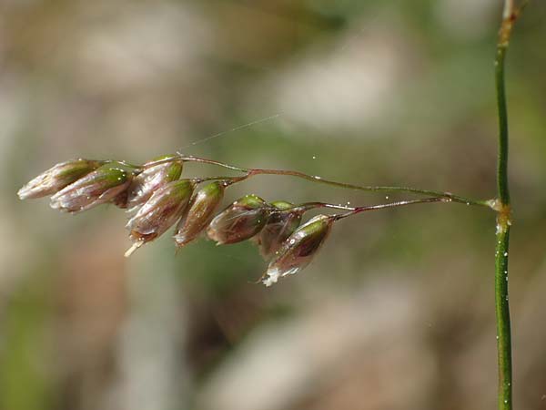 Hierochloe odorata \ Duftendes Mariengras / Sweet Grass, D Dietfurt 5.5.2022