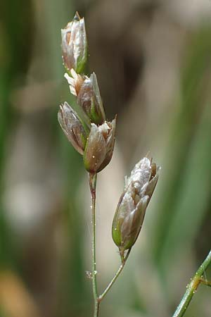 Hierochloe odorata \ Duftendes Mariengras, D Dietfurt 5.5.2022