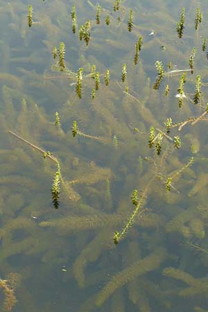 Myriophyllum heterophyllum \ Verschiedenblttriges Tausendblatt / Various-Leaved Water Milfoil, Twoleaf Water Milfoil, D Düsseldorf Universit. 27.7.2019