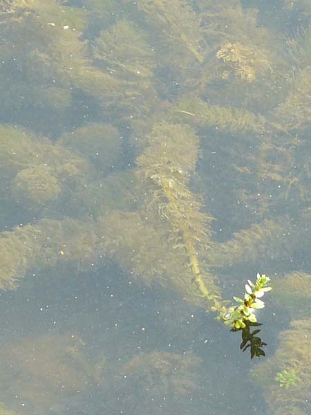 Myriophyllum heterophyllum \ Verschiedenblttriges Tausendblatt / Various-Leaved Water Milfoil, Twoleaf Water Milfoil, D Düsseldorf Universit. 27.7.2019