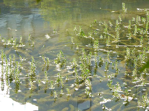 Myriophyllum heterophyllum \ Verschiedenblttriges Tausendblatt, D Düsseldorf Universit. 27.7.2019