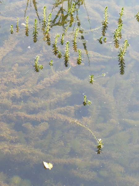 Myriophyllum heterophyllum \ Verschiedenblttriges Tausendblatt, D Düsseldorf Universit. 27.7.2019