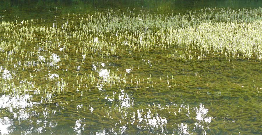 Myriophyllum heterophyllum \ Verschiedenblttriges Tausendblatt, D Düsseldorf Universit. 27.7.2019