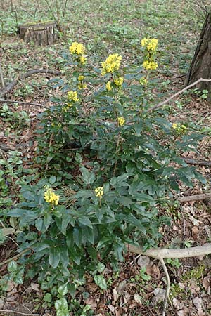 Mahonia aquifolium / Shining Oregon Grape, Tall Oregon Grape, D Mannheim 6.4.2016